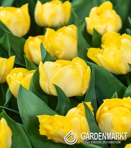 Tulpe Secret Perfume 5 St.