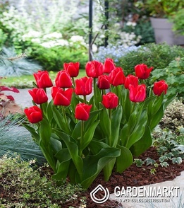 Tulpe Triumph Unique De France 5 St.
