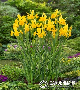 Holländische Iris Strong Gold 10 St.