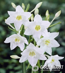 Eucharis Amazon Lilie 1 St.