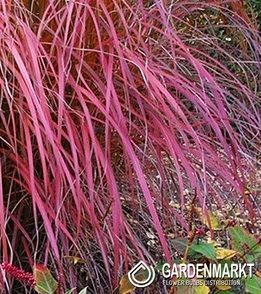 Miscanthus sin.Purple Fall 1 St.