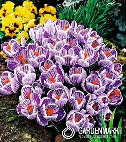 Großblumiger Krokus King of Striped XXXL 10 St.