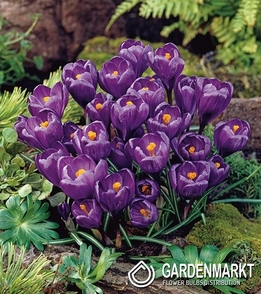 Großblumiger Krokus Flower Record XXXL 10 St.