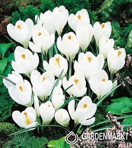 Großblumiger Krokus Jeanne D'arc XXXL 10 St.