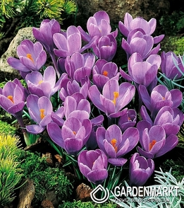 Großblumiger Krokus Grand Maitre XXXL 10 St.