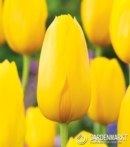 Tulpe Gigantisch Gelb 50 St.