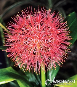 Scadoxus Multiflorus 1 St.