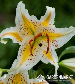 Orientalische Auratum 1 St.
