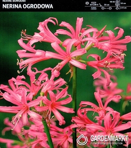 Nerine Bowdenii 1 St.