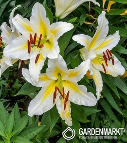 Orientalische Lilie Golden Romance 1 St.