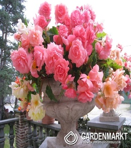 Begonie Hanging Aromantics Pink 1 St.