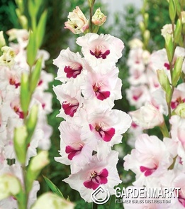 Gladiolus Gladiole Cera Corsage 5 St.
