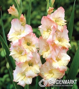 Gladiolus Gladiole Cera Stelvio 5 St.