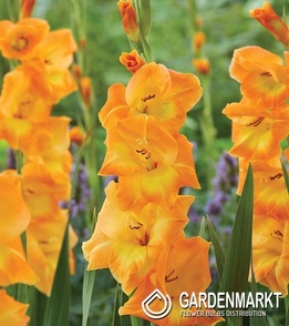 Gladiolus Gladiole Berlioz 5 St.