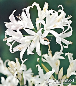Nerine Alba 1 St.