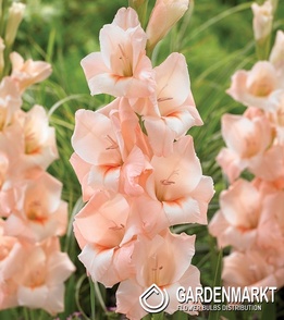 Gladiolus Gladiole Rigoletto 5 St.