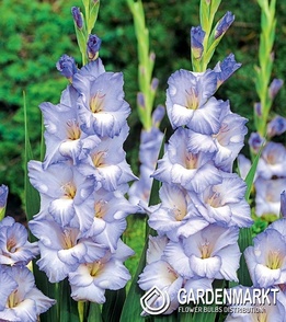 Gladiolus Gladiole Cobain 5 St.