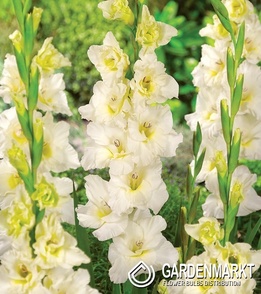 Gladiolus Gladiole Ivory Priscilla 5 St.
