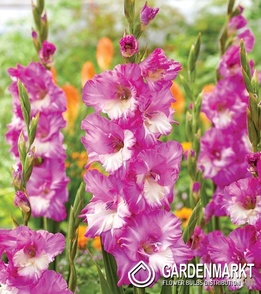 Gladiolus Gladiole Cera Corfinio 5 St.