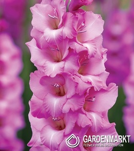 Gladiolus Gladiole Lennon 5 St.