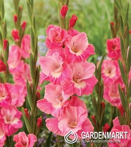 Gladiolus Gladiole Cilesta 5 St.