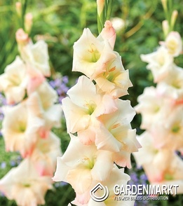 Gladiolus Gladiole Careless 5 St.