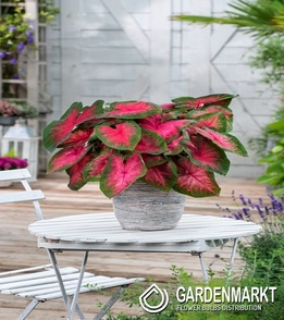 Caladium - Wildfire 1 St.