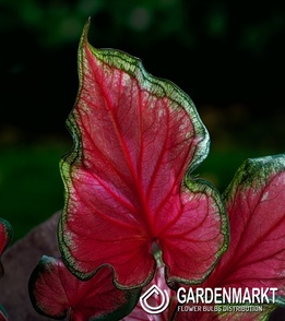Caladium - Pink Panther 1 St.