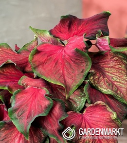 Caladium - Salsa 1 St.
