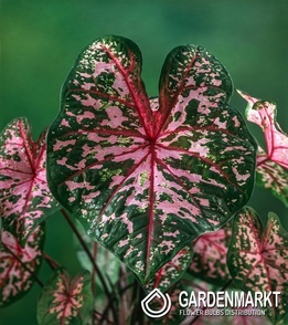 Caladium - Dots Delight1 St.