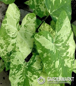Caladium - Frog In A Blender1 St.