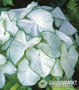Caladium Florida Moonlight 1 St.