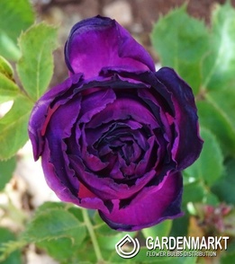 Mehrblütigen Dunkelviolett 1 St.