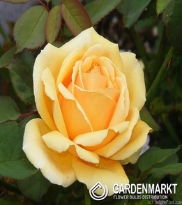 Mehrblütigen Naturfarben 1 St.