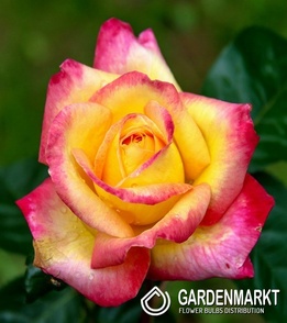 Mehrblütigen Rot-Gelb-Rosa 1 St.
