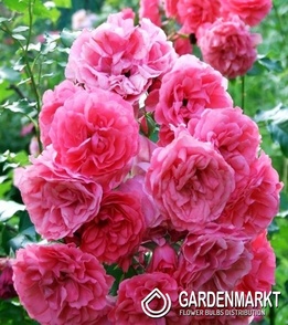Kletterrose Rosa Große Blume 1 St.