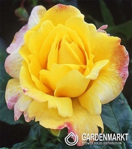 Englisch Park Gelb und Rosa 1 st