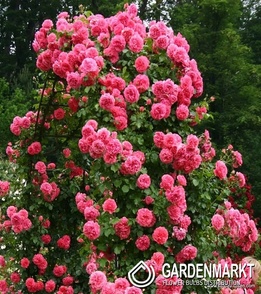 Englisch Park Dunkelrosa 1 st