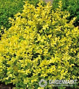 Buxus 1 St.