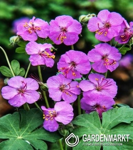 Cambridge-Storchschnabel - Geranium x Cantabrigiense 1 St.