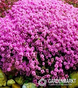 Sand-Thymian - Thymus Serpyllum 1 St.