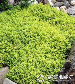 Sand-Thymian - Thymus Citriodorus 1 St.
