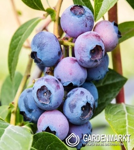 Kulturheidelbeere Vaccinium Corymbosum Chandler 1 St.