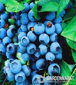 Kulturheidelbeere Vaccinium Corymbosum Bluecrop 1 St.