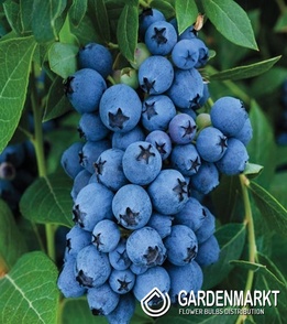 Kulturheidelbeere Vaccinium Corymbosum Earlyblue 1 St.