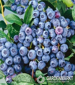 Kulturheidelbeere Vaccinium Corymbosum Bluegold 1 St.
