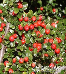 Teppichmispel - Cotoneaster dammeri Major 1 St.