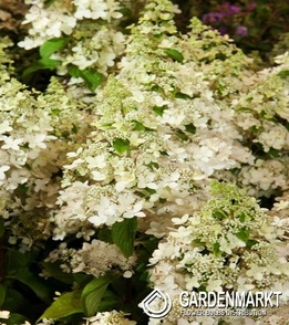 Hydrangea Paniculata Confetti Rispenhortensie 1 St.