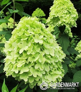 Hydrangea Paniculata Mojito Rispenhortensie 1 St.