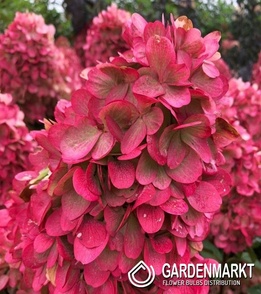 Hydrangea Paniculata Bonfire 1 St.